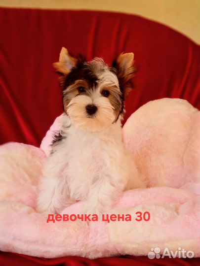 Щенки бивер йорка