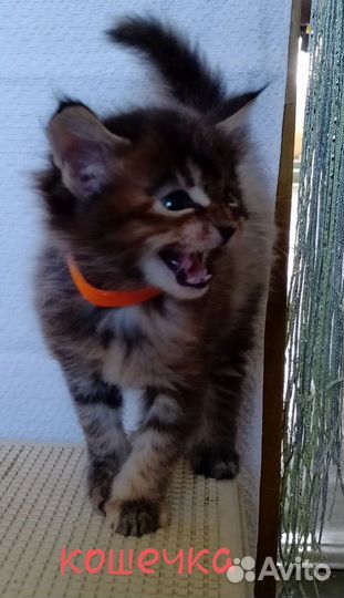 Котята Мейн-Кун