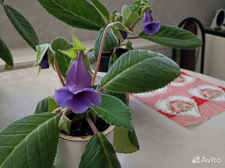 Глоксиния фиолетовая