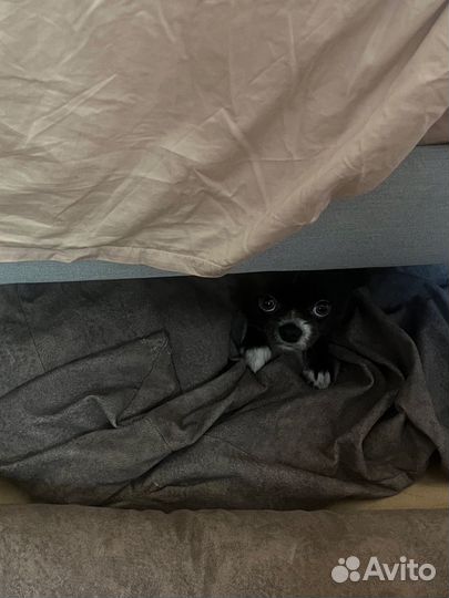 Лежанка для большой собаки