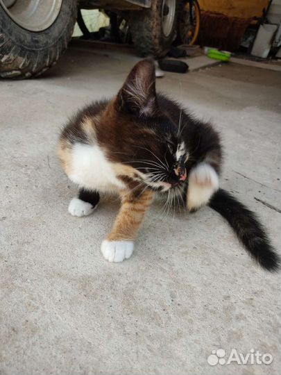 Котята в добрые руки бесплатно