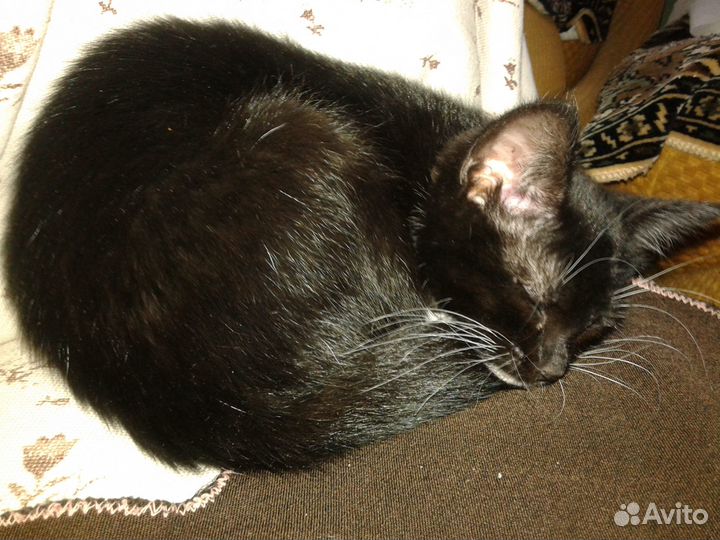 Ищу котенку заботливые И надежные руки