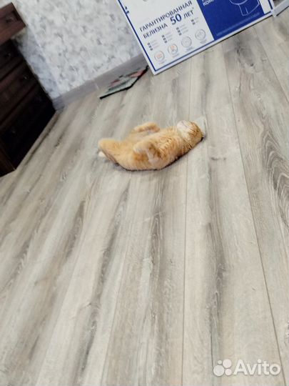 Шотландский вислоухий кот в добрые руки