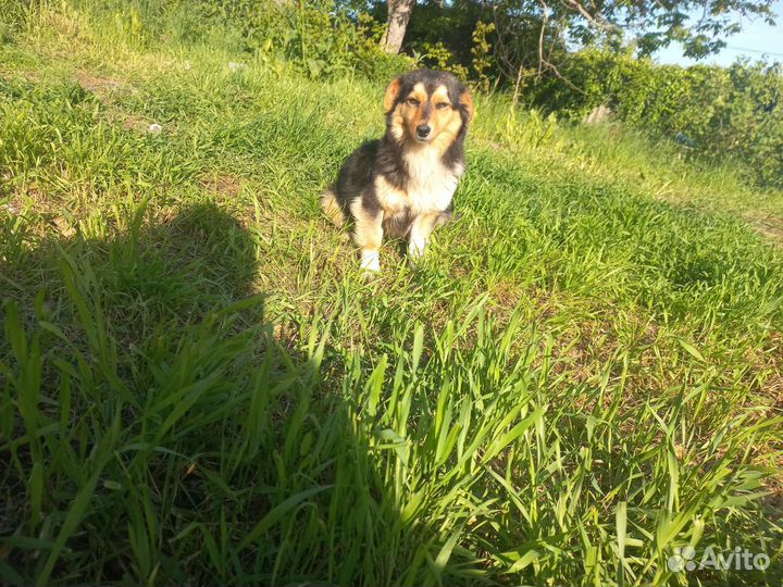 Собака щенки