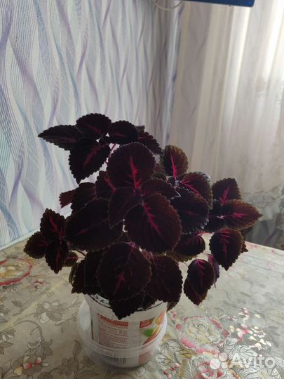 Колеус(крапивка)