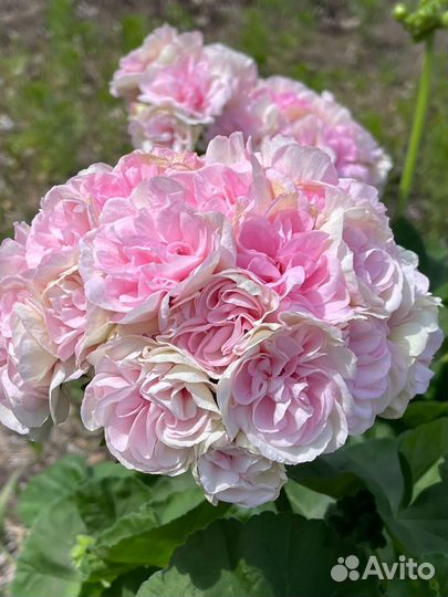 Пеларгонии сортовые