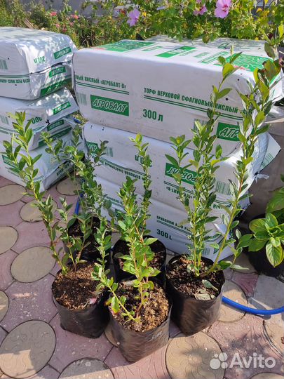 Кусты голубики, кислый торф