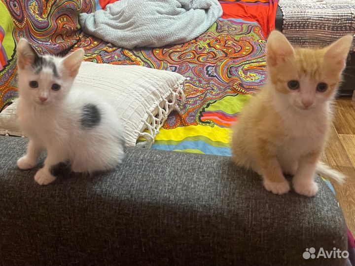 Котята в добрые руки мальчики