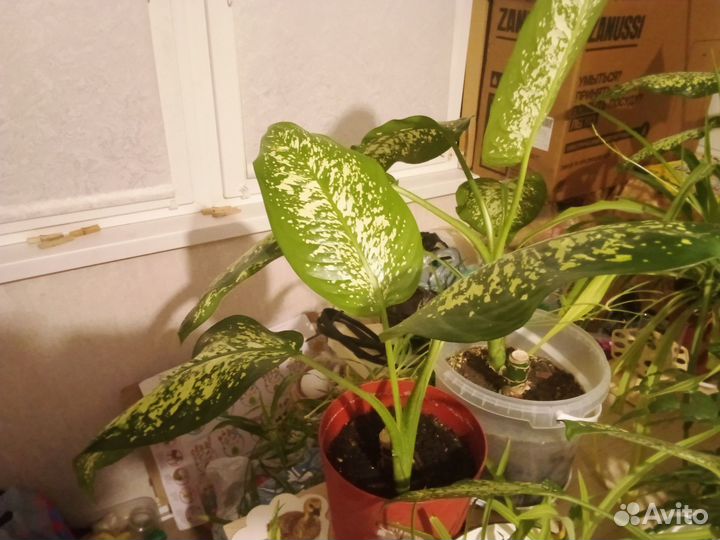 Диффенбахия