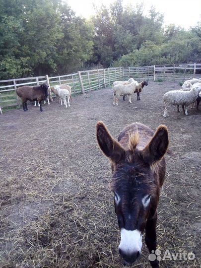 Продам ослицу