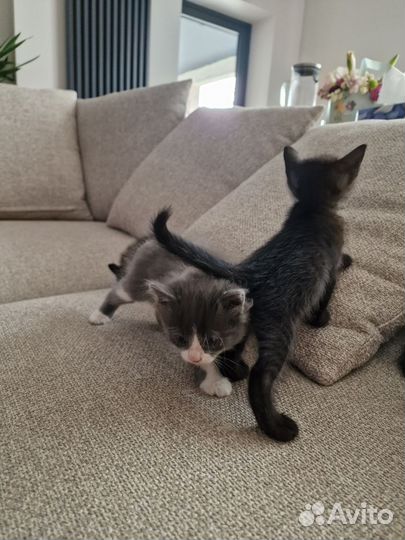 Котята в добрые руки 1 месяц