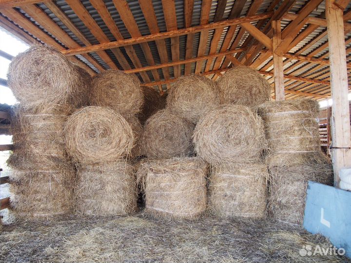 Продам сено в рулонах