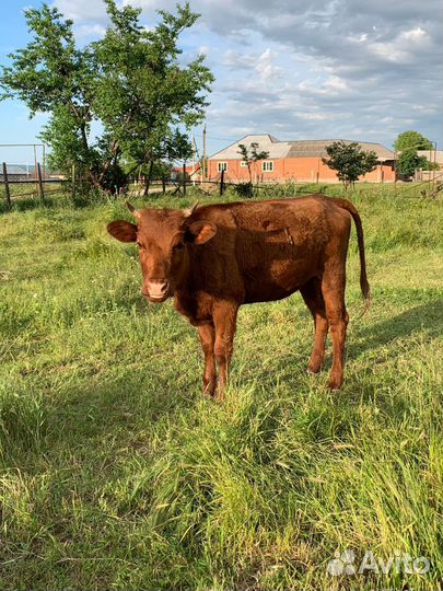 Телка 1.5 года