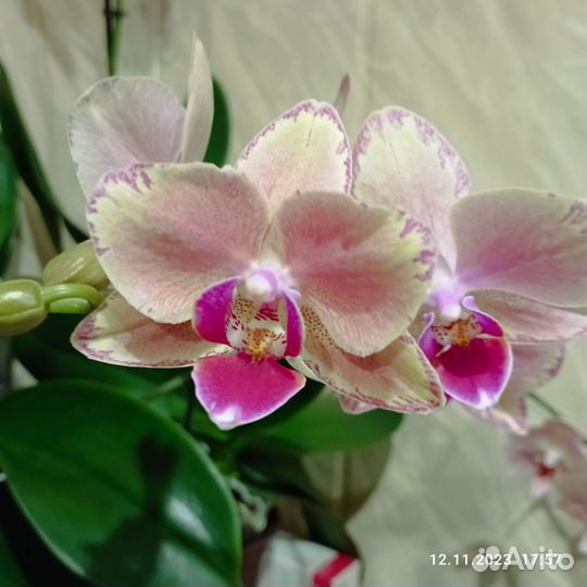 Орхидея фаленопсис Пират Пикоти