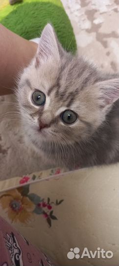 Котенок 2 месяца девочка