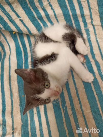 Кошки в дар