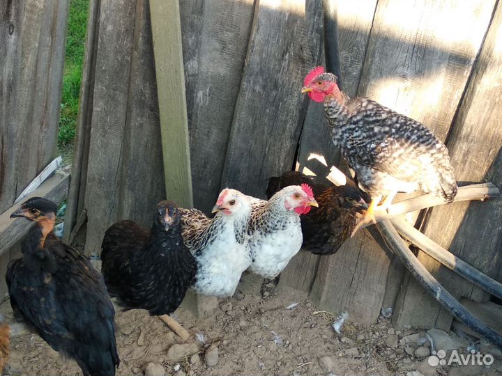 Молодые петухи