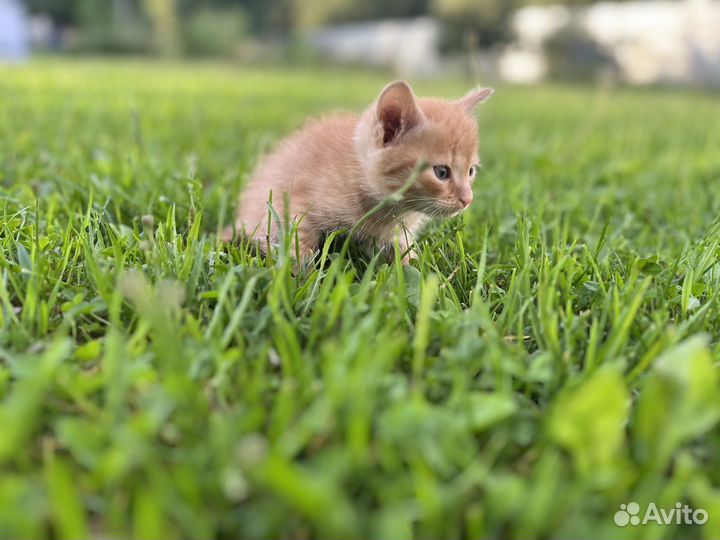 Отдам в добрые руки котят