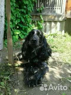 Щенки русского спаниеля