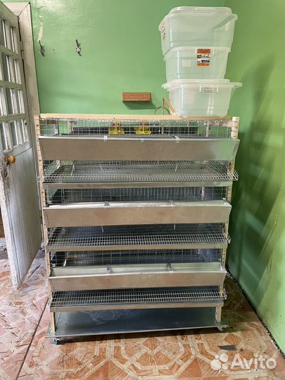 Клетки и брудеры для кур и перепелов
