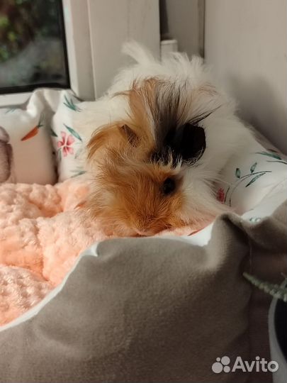 Морская свинка Перуанская