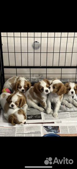 Кавалер кинг