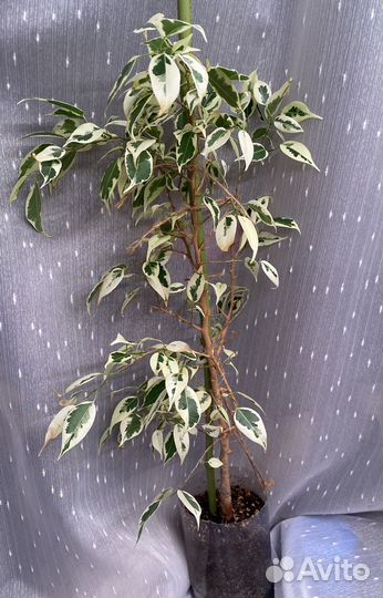 Фикусы сортовые