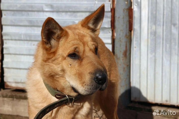 Метис шарпея