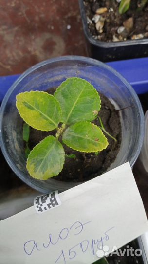 Бересклет форчуна