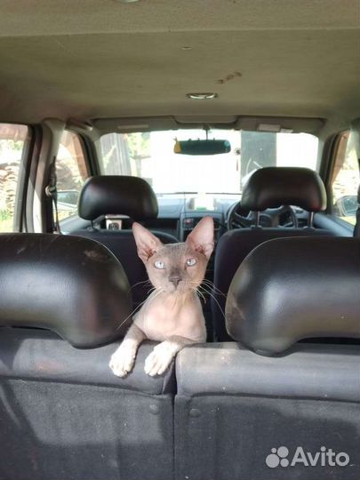 Канадский сфинкс