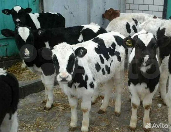 Продаем бычки и телочки