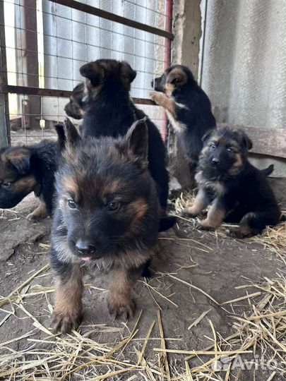Щенки немецкой овчарки