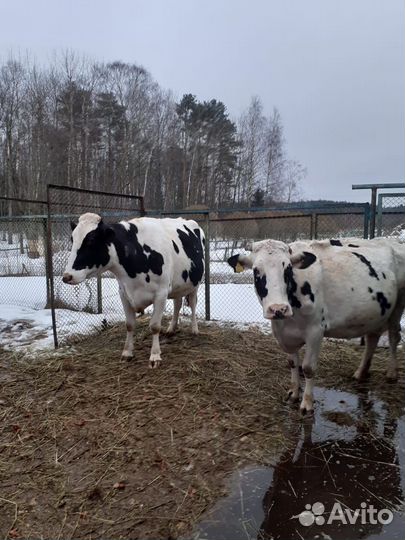 Рабочий на ферму