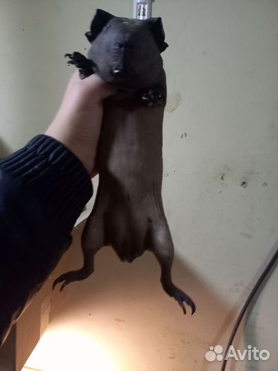 Морская свинка скинни