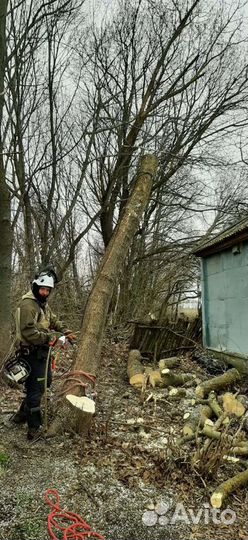 Спил деревьев/Измельчение веток/ Удаление пней