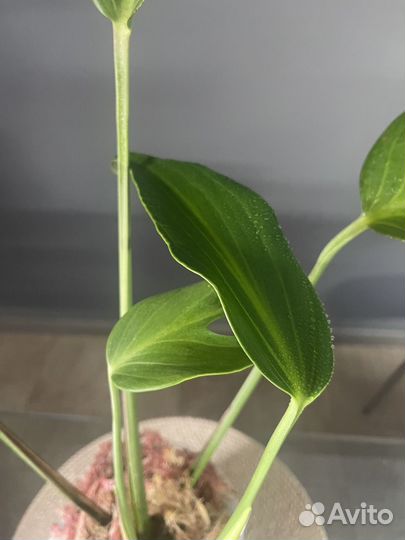 Монстера burle marx flame