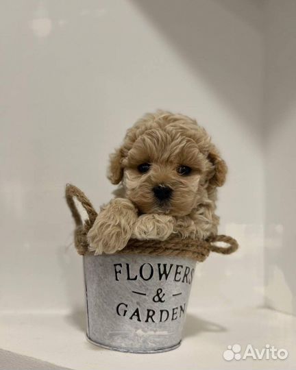 Мальтипу micro из кореи f1 эксклюзив