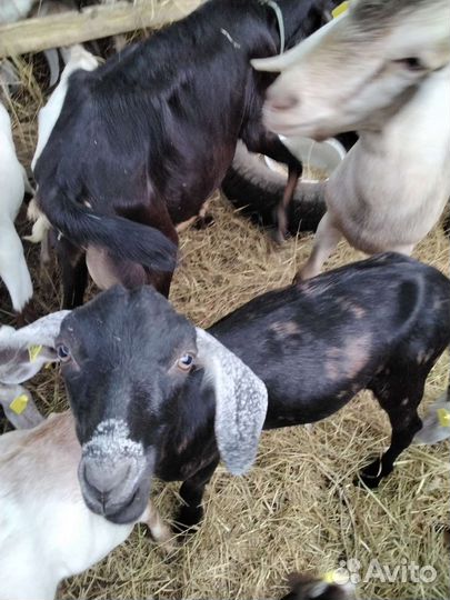 Козлята камори