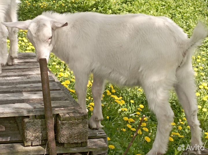 Козлики зааненские