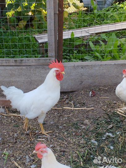 Молодые петухи