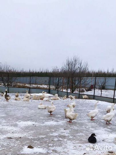 Домашняя птица