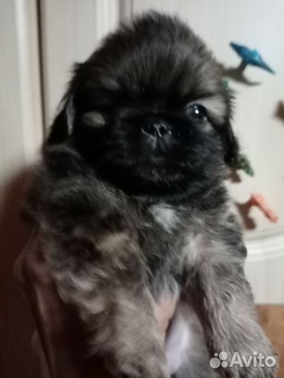 Щенки пекинеса