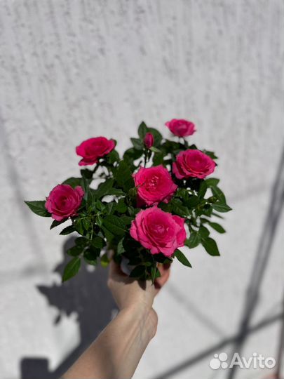 Комнатные цветы Роза Кардана