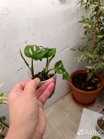 Монстера Адансона