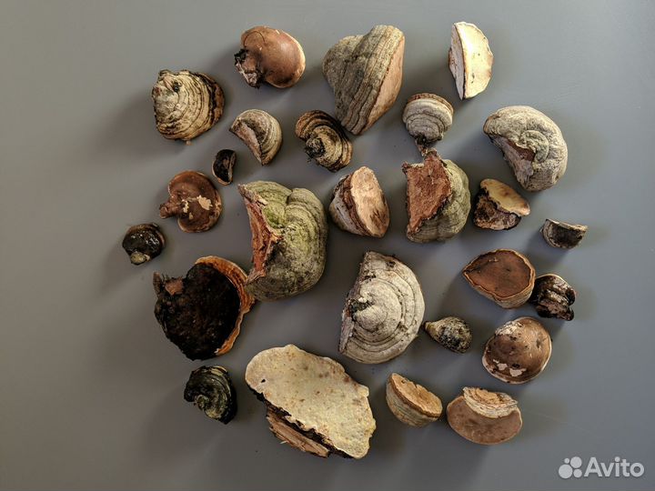 Гриб трутовик настоящий