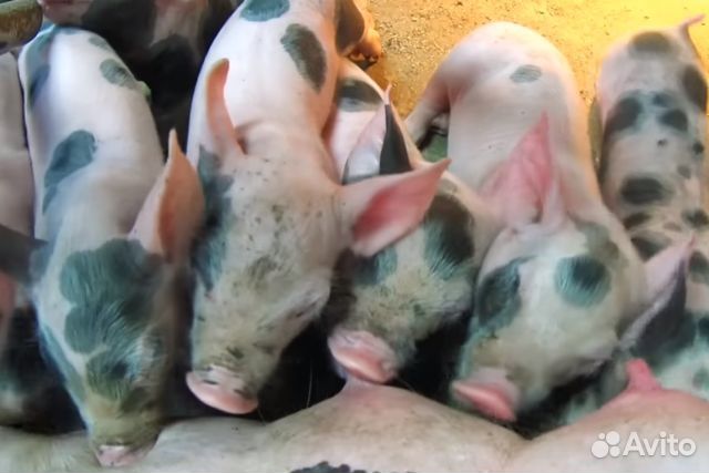 Чистопородный Пьтрен Макстер