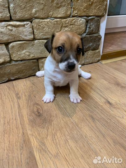 Щенки джек Рассел терьер