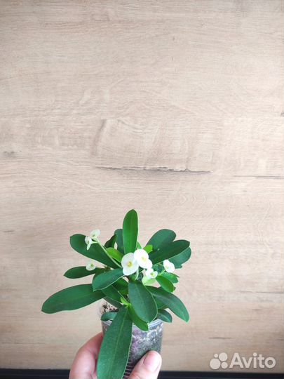 Молочай миля белый