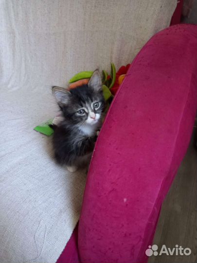 Кошечка в добрые руки