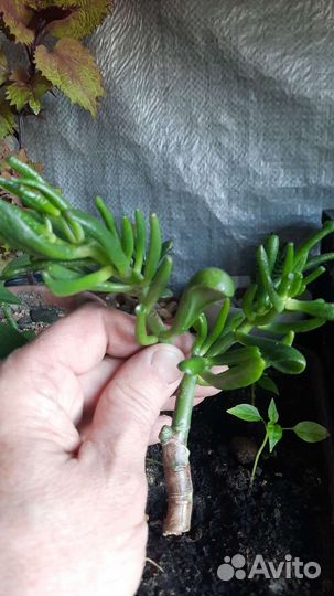 Крассула хоббит